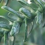 Araucaria laubenfelsii Hoja