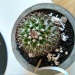 Mammillaria voburnensis Bark