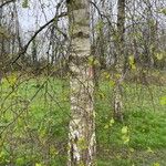 Betula pubescens Bark