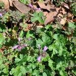 Lamium amplexicauleFlower