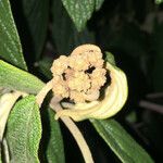 Viburnum rhytidophyllum Vrucht