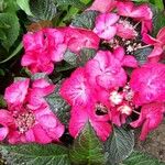 Hydrangea macrophyllaപുഷ്പം