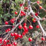 Crataegus azarolusFruit