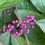 Callicarpa bodinieri Fruit