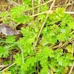 Acaena novae-zelandiae Leaf