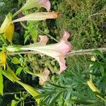 Brugmansia versicolorFlower