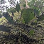 Antrophyum mannianum Hoja