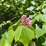 Dombeya burgessiae Цвят