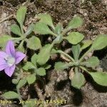 Campanula mollis Habit