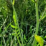 Podospermum laciniatum List