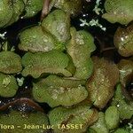 Salvinia molesta Habit