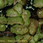 Salvinia molesta অভ্যাস