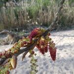 Populus nigra Flower