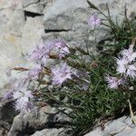 Dianthus sternbergii Flower