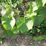 Sechium edule Φύλλο