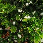 Myrtus communis Buveinė