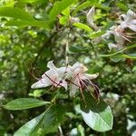 Rhododendron arborescens Blodyn