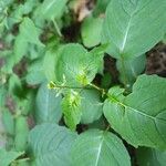 Circaea canadensis Fleur