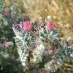 Echium angustifolium 花