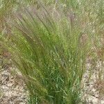 Elymus elymoides Характер