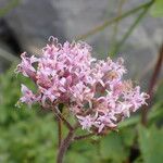Adenostyles alpina Fula