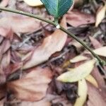 Landolphia owariensis Azala