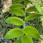 Polygonatum multiflorum Φύλλο