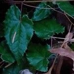 Epimedium membranaceum পাতা