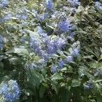 Caryopteris x clandonensis Habit