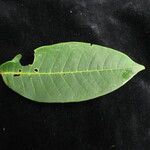 Prunus cornuta Hábito