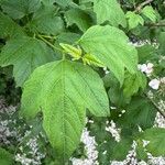Viburnum macrocephalum Leaf