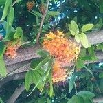 Saraca indica Květ