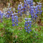 Lupinus sericeus Blatt