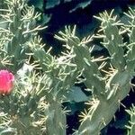 Cylindropuntia imbricata 樹皮