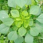 Acalypha indica Leaf