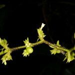 Bertiera bracteosa Flower