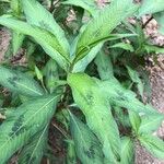 Persicaria lapathifolia Ліст