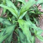 Persicaria lapathifoliaLiść