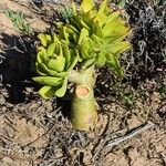 Tylecodon paniculatus Blad