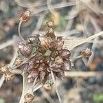 Allium oleraceum Fruit