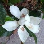 Magnolia grandiflora 花