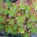 Sedum kimnachii Ліст