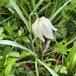 Fritillaria meleagris 葉