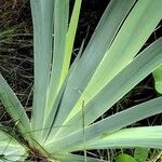 Iris pallida Leaf