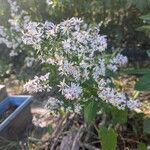 Symphyotrichum cordifolium പുഷ്പം