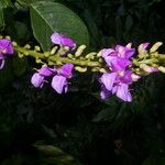 Macropsychanthus comosus Flower