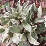 Silene coronaria Leaf