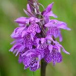 Dactylorhiza traunsteineri Kwiat