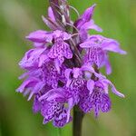 Dactylorhiza traunsteineri Flor