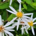 Eurybia schreberi Flower